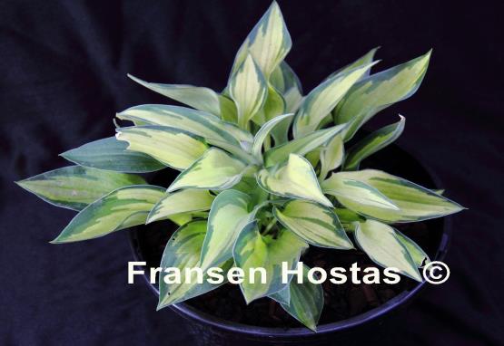 Hosta Serendipity Singer