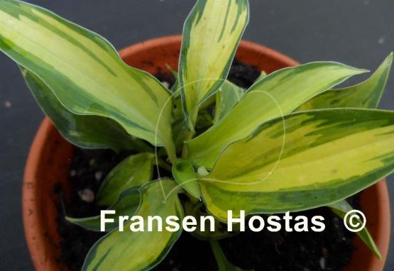 Hosta Serendipity Singer