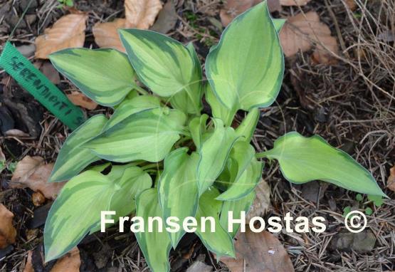 Hosta Serendipity Singer