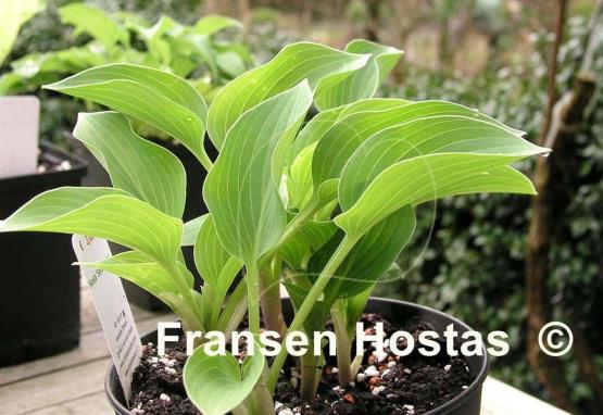Hosta Serendipity