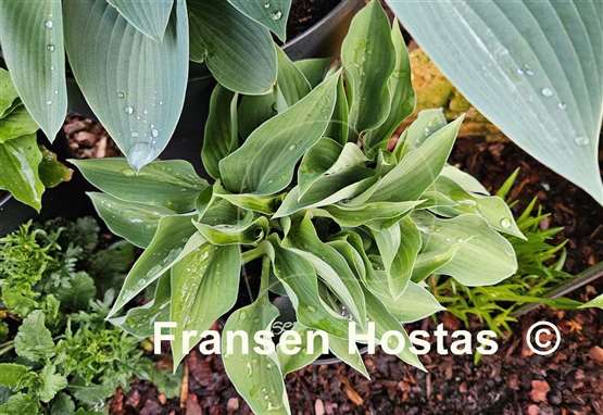Hosta Serendipity