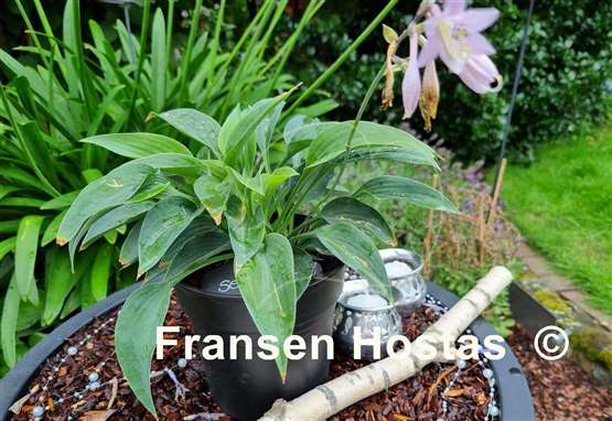 Hosta Serendipity