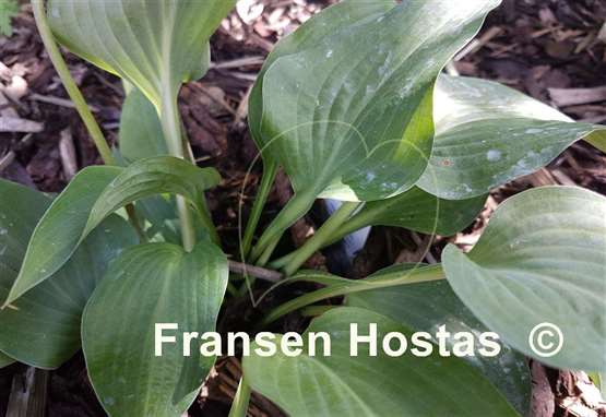 Hosta Serendipity