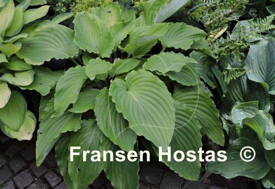 Hosta Setsurei