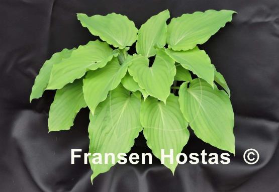 Hosta Setsurei