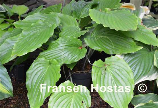 Hosta Setsurei