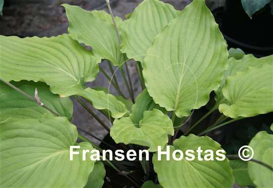 Hosta Setsurei