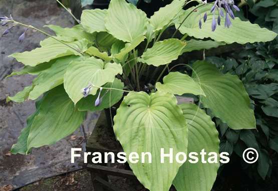 Hosta Setsurei