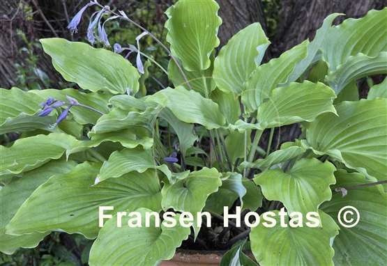 Hosta Setsurei