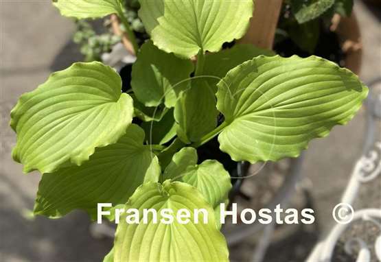 Hosta Seven Year Itch
