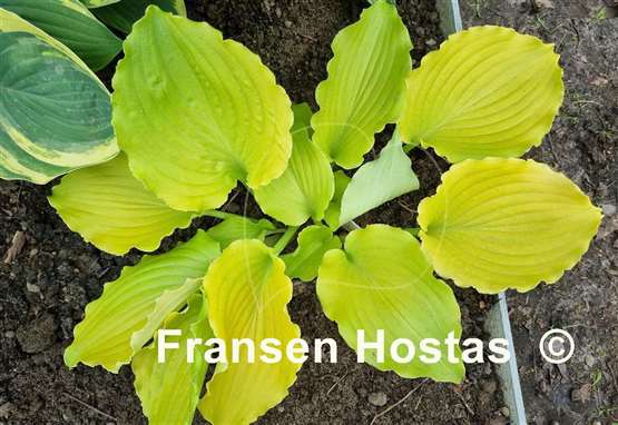 Hosta Seven Year Itch