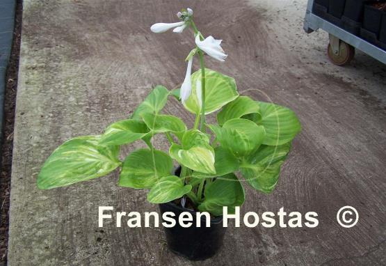 Hosta Seventh Heaven