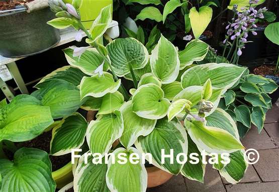 Hosta Shade Fanfare