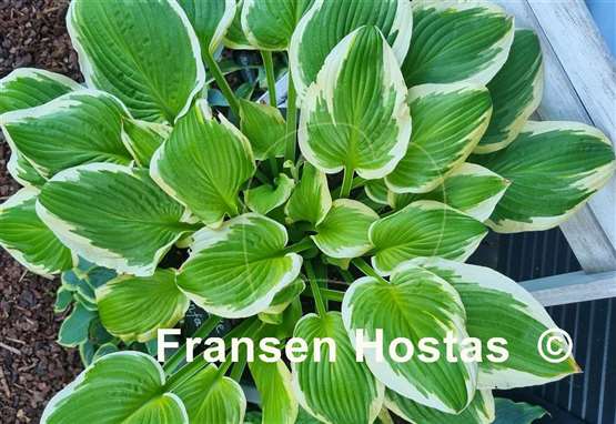 Hosta Shade Fanfare