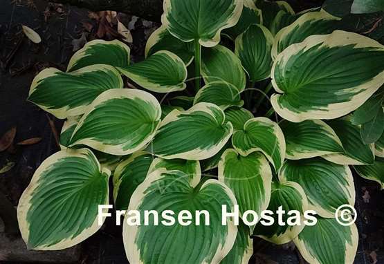 Hosta Shade Fanfare