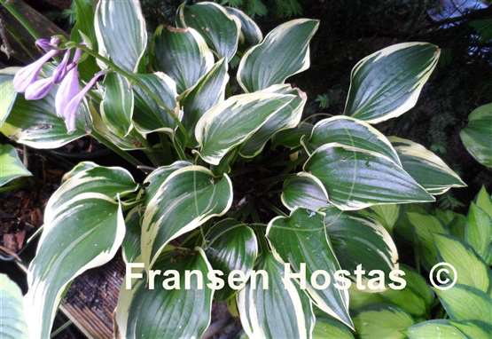 Hosta Shade Finale