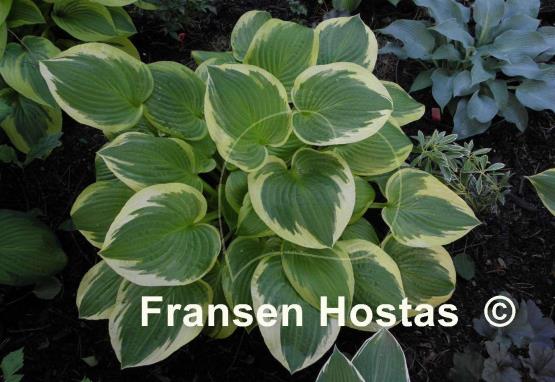Hosta Shade Fanfare