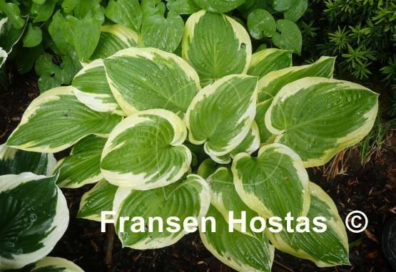 Hosta Shade Fanfare