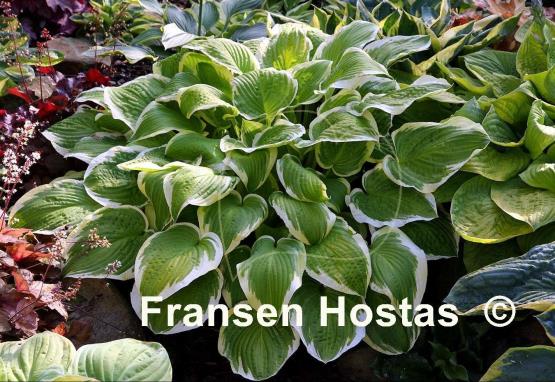 Hosta Shade Fanfare
