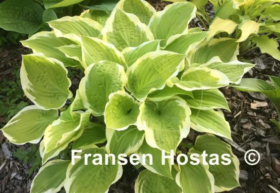 Hosta Shade Fanfare