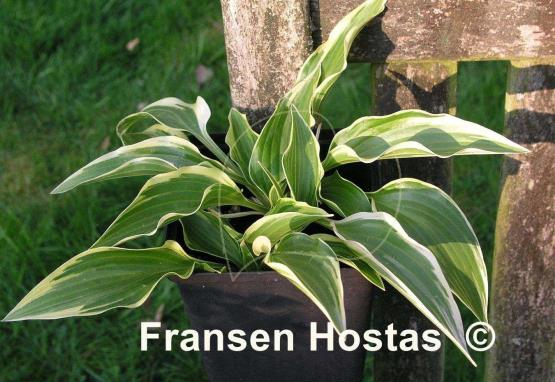 Hosta Shade Finale