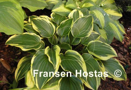 Hosta Shade Finale