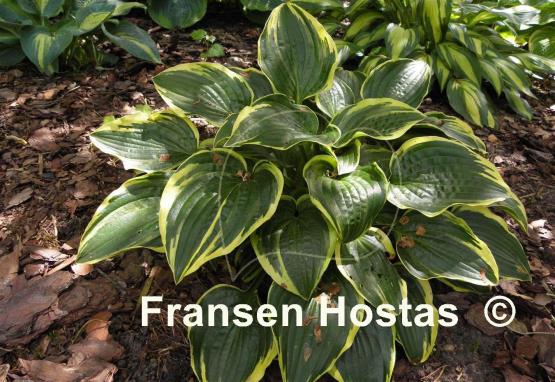 Hosta Shade Finale
