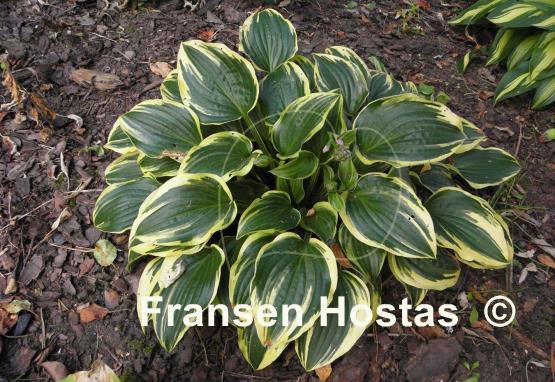 Hosta Shade Finale