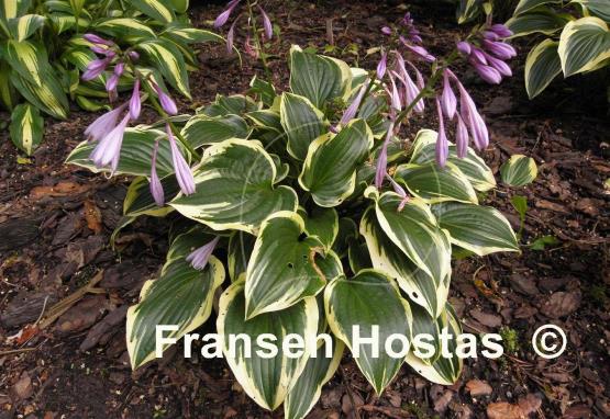 Hosta Shade Finale