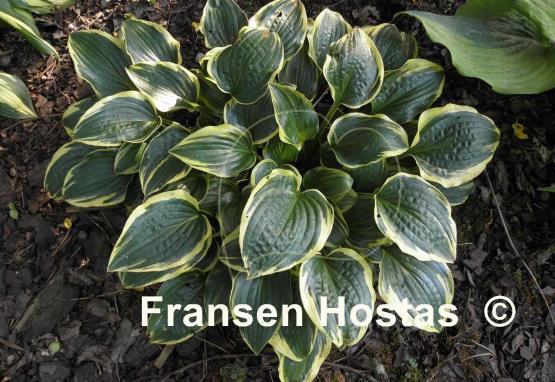 Hosta Shade Finale
