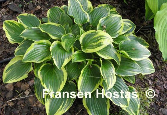 Hosta Shade Finale