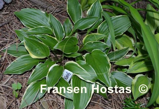 Hosta Shade Finale