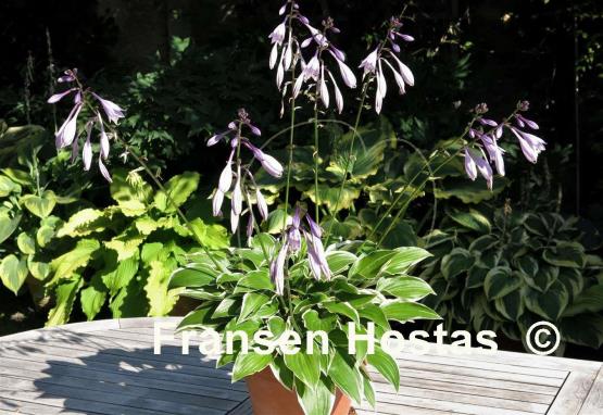 Hosta Shade Finale
