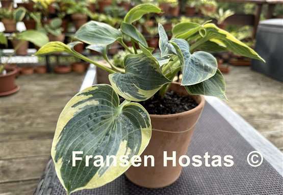 Hosta Shadow Seeker