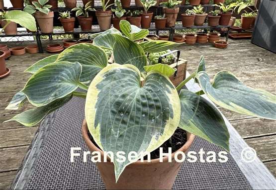 Hosta Shadow Seeker