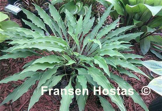 Hosta Shake Down