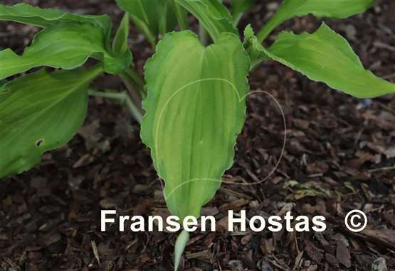 Hosta Shake It Up