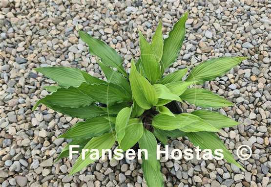 Hosta Shake It Up