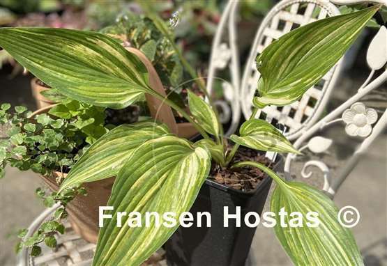 Hosta Shamash