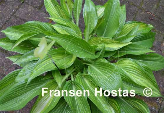 Hosta Shamash