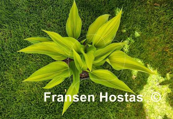 Hosta Shamash