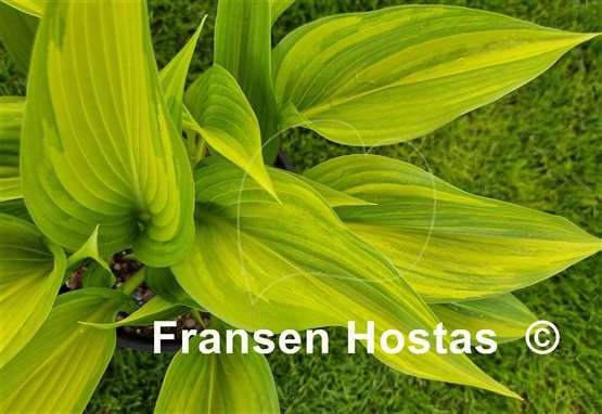 Hosta Shamash
