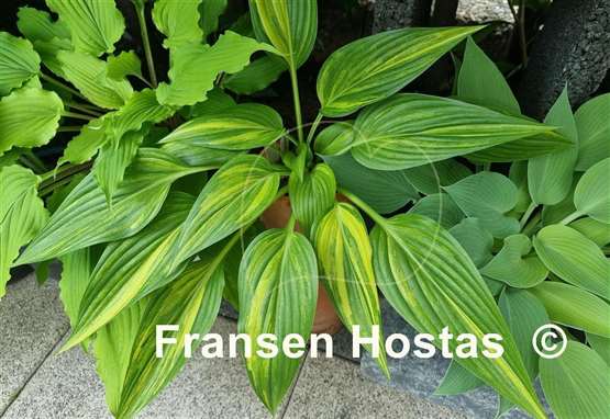 Hosta Shamash