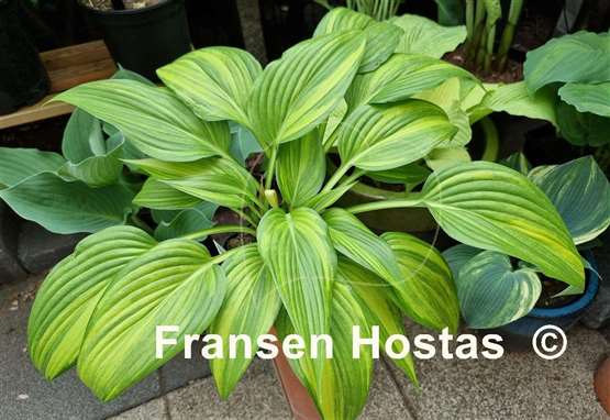 Hosta Shamash