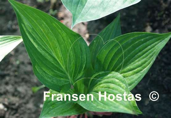 Hosta Shamash