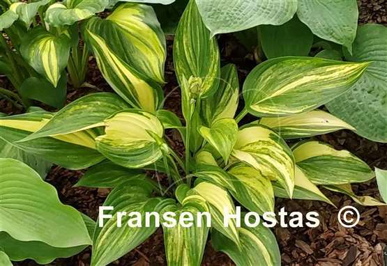 Hosta Shamash