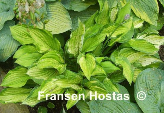 Hosta Sharmon