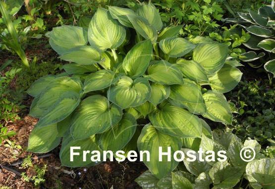Hosta Sharmon