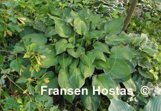 Hosta Sharmon