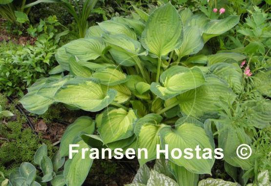Hosta Sharmon